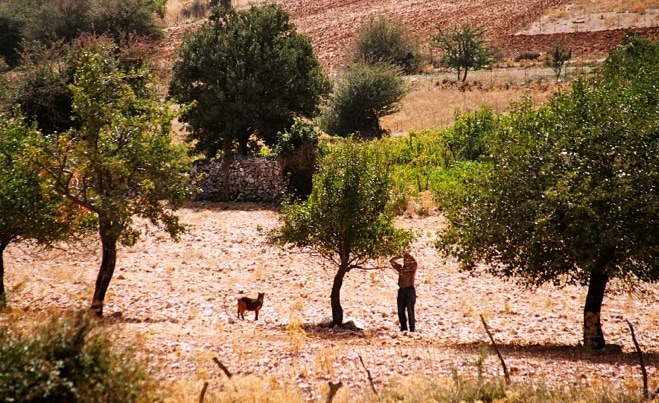 Mediterranean Diet Month: The Diet of the Cretan Great Grandmother who lived to be 99.