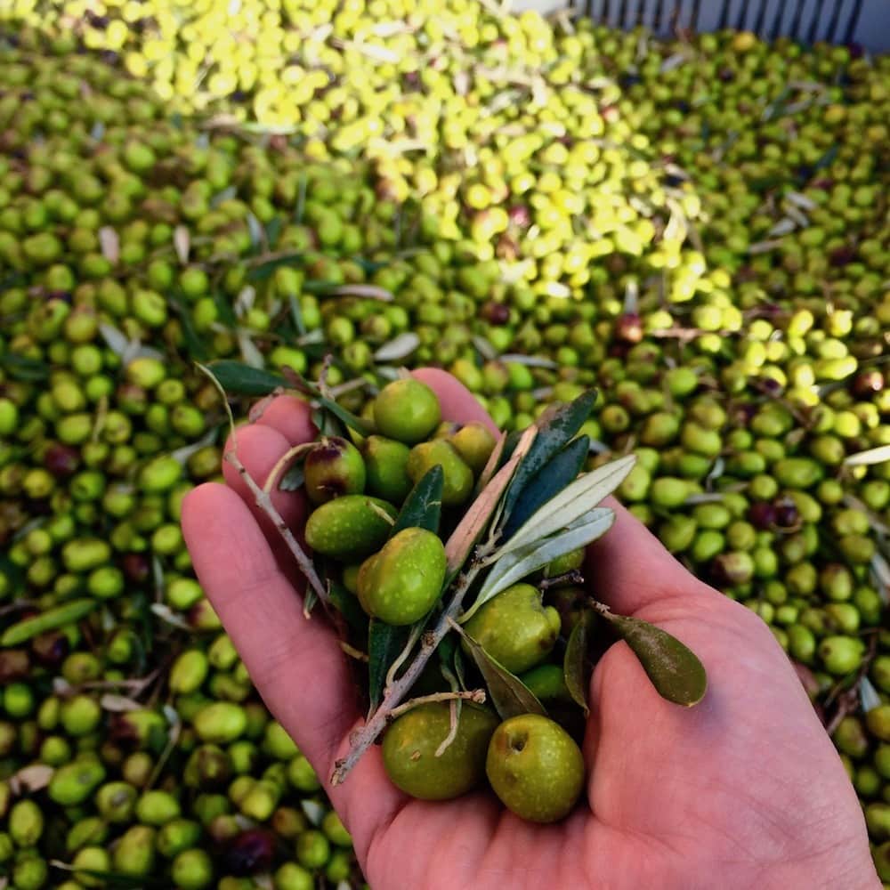 Greek Green olives