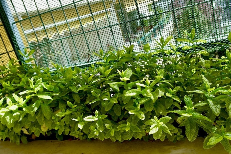 fresh garden mint