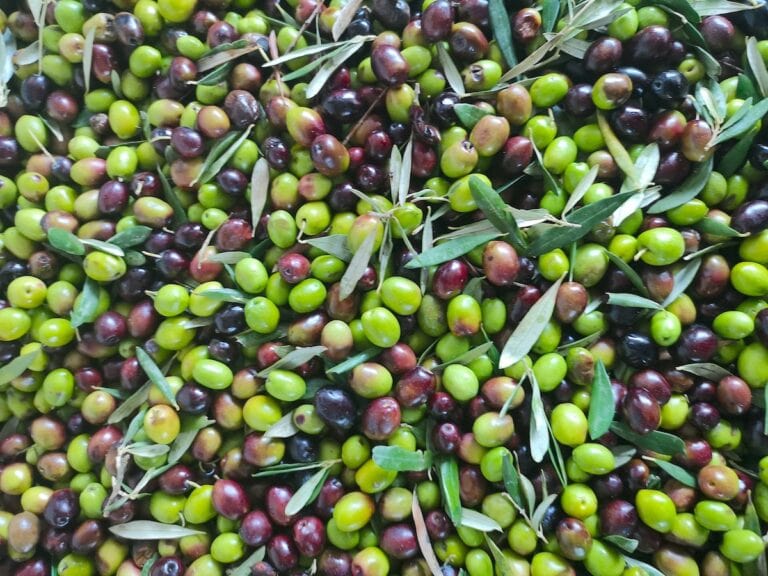are olives healthy